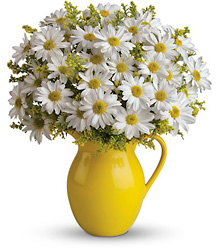 Sunny Day Pitcher of Daisies 